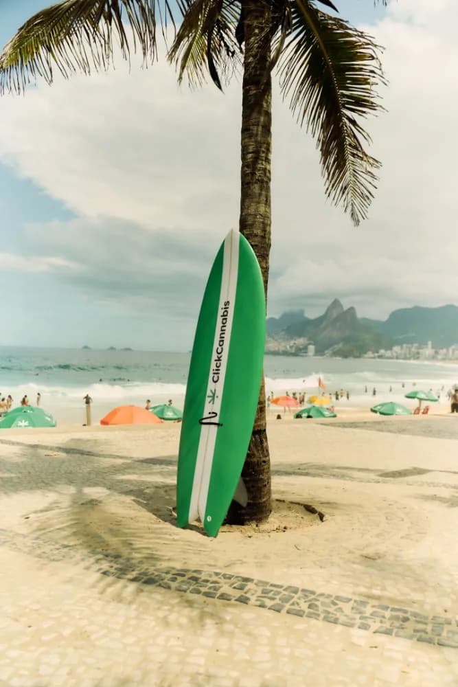 Album do Prancha de surf verde Click Cannabis encostada em coqueiro na orla