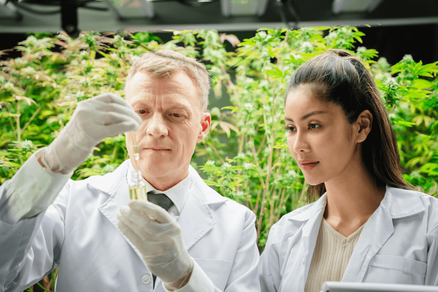 Cientistas analisam extrato de cannabis, ilustrando estudos sobre o sistema endocanabinoide e seus potenciais benefícios à saúde.