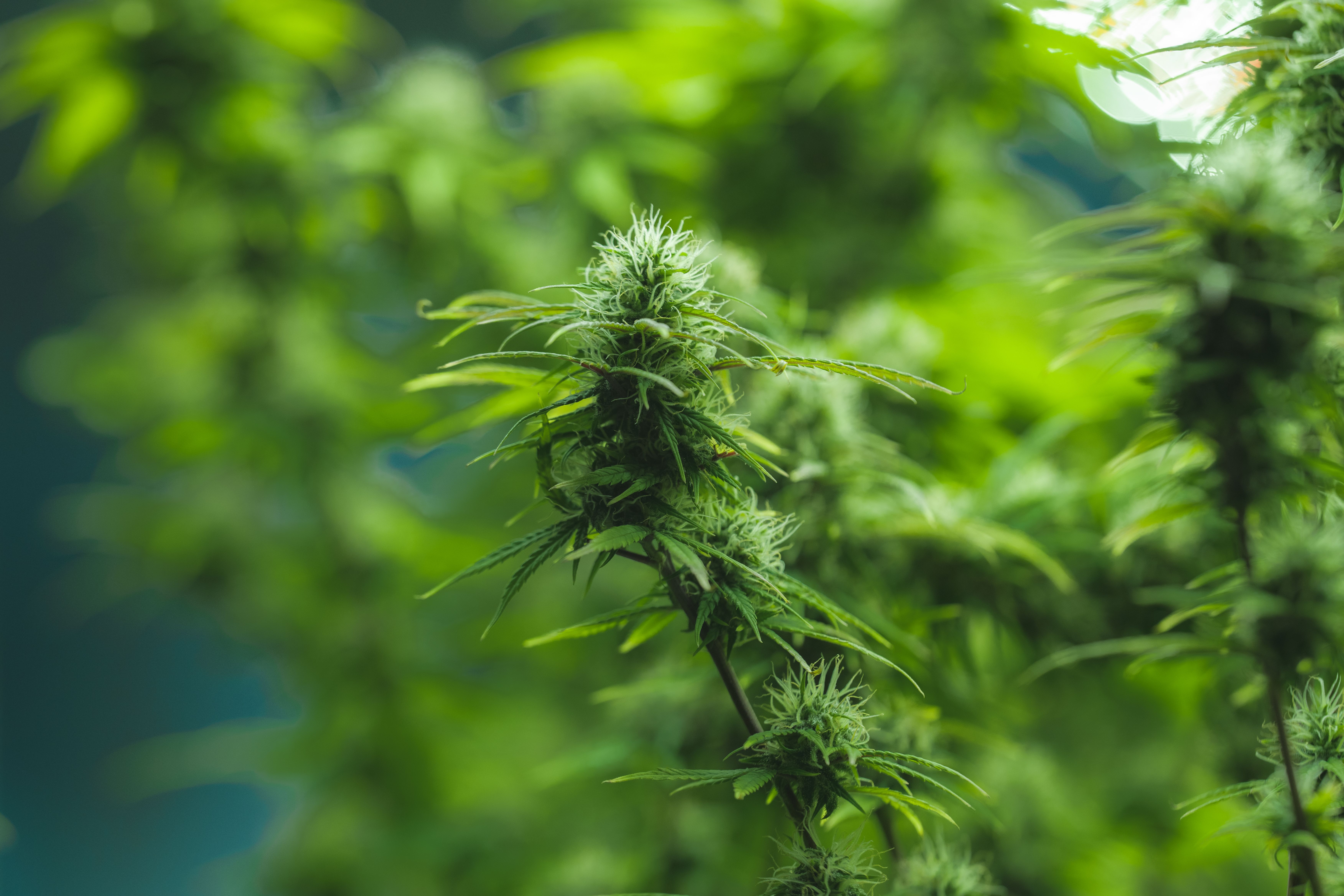  Planta de Cannabis sativa com destaque para as flores e folhas verdes, ilustrando o cultivo natural da planta rica em CBG (canabigerol). 