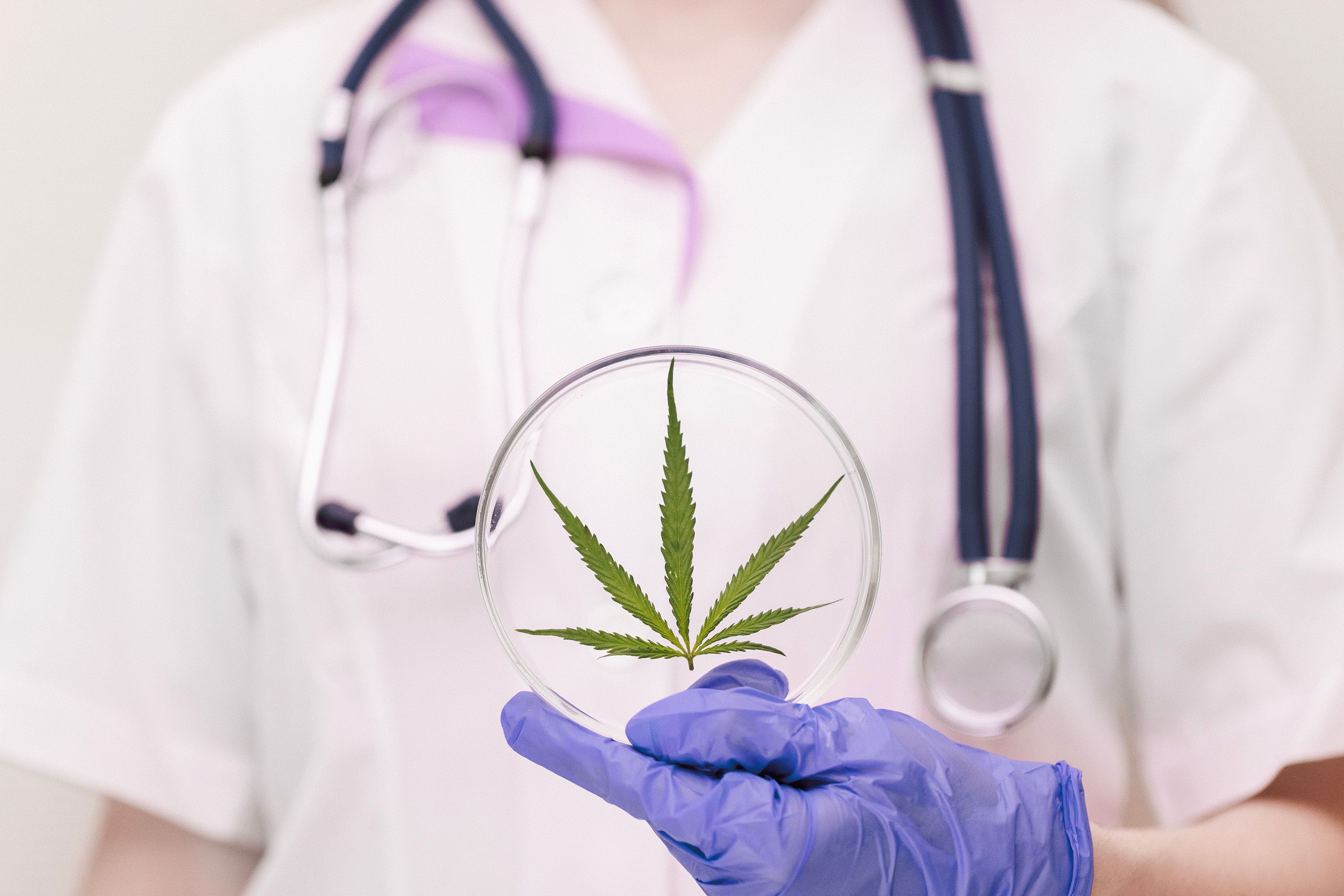Profissional da saúde segurando uma placa de Petri com folha de cannabis, simbolizando pesquisa médica sobre o efeito rebote do canabidiol. 