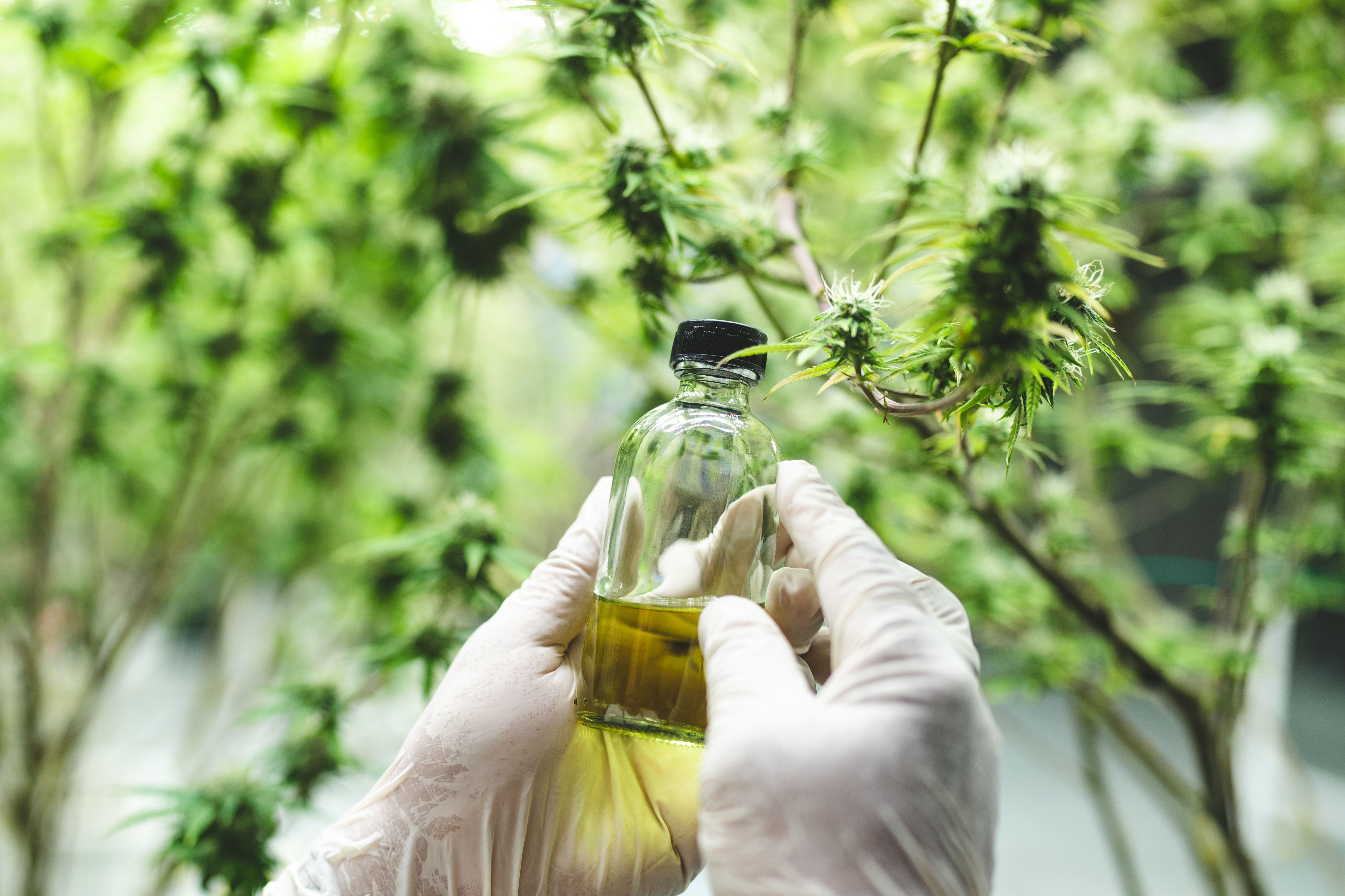 Mãos enluvadas seguram um frasco transparente com óleo de canabidiol (CBD), em meio a uma plantação de cannabis.