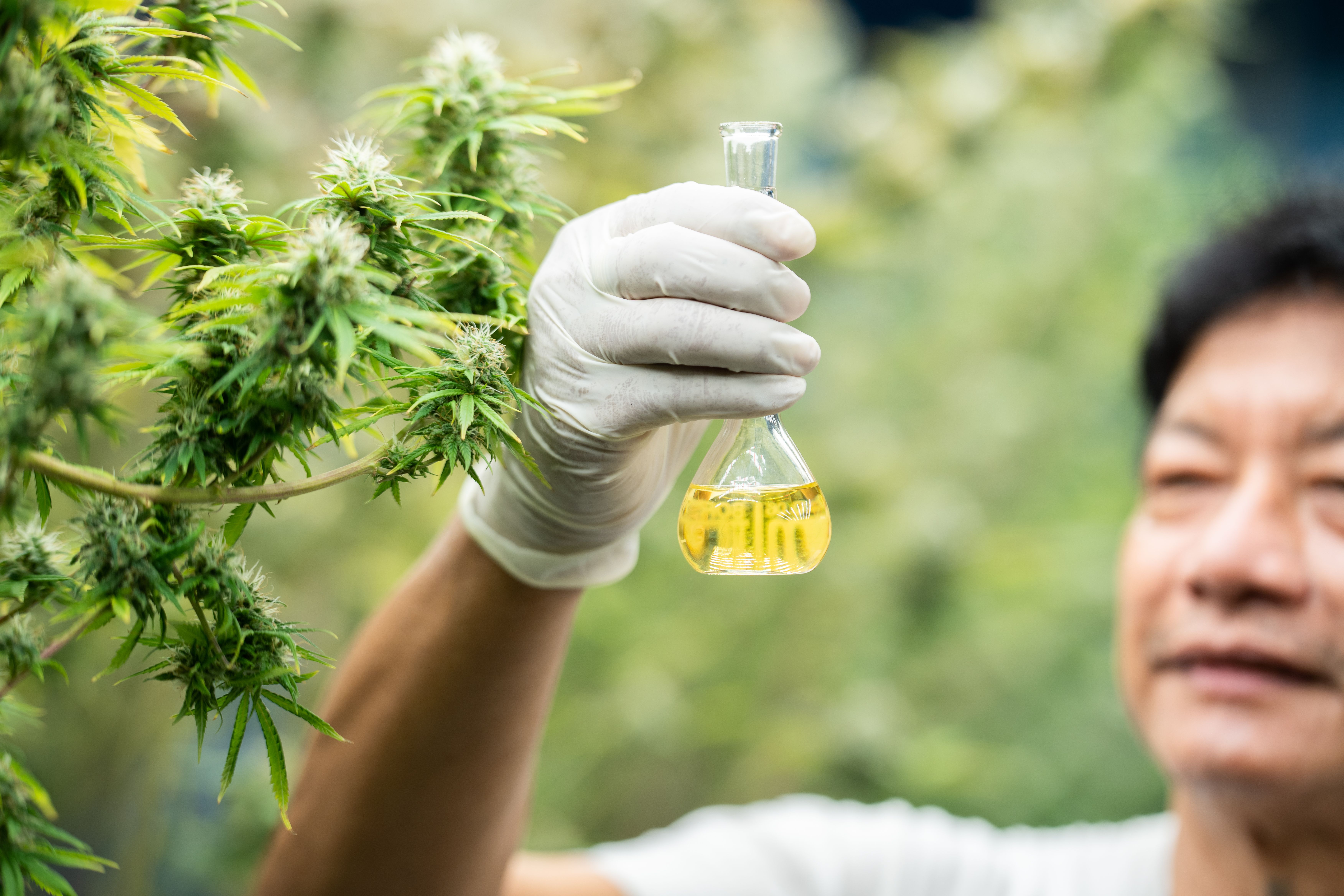 Pesquisador com luvas brancas segura um frasco contendo óleo de canabidiol (CBD) ao lado de uma plantação de cannabis. 