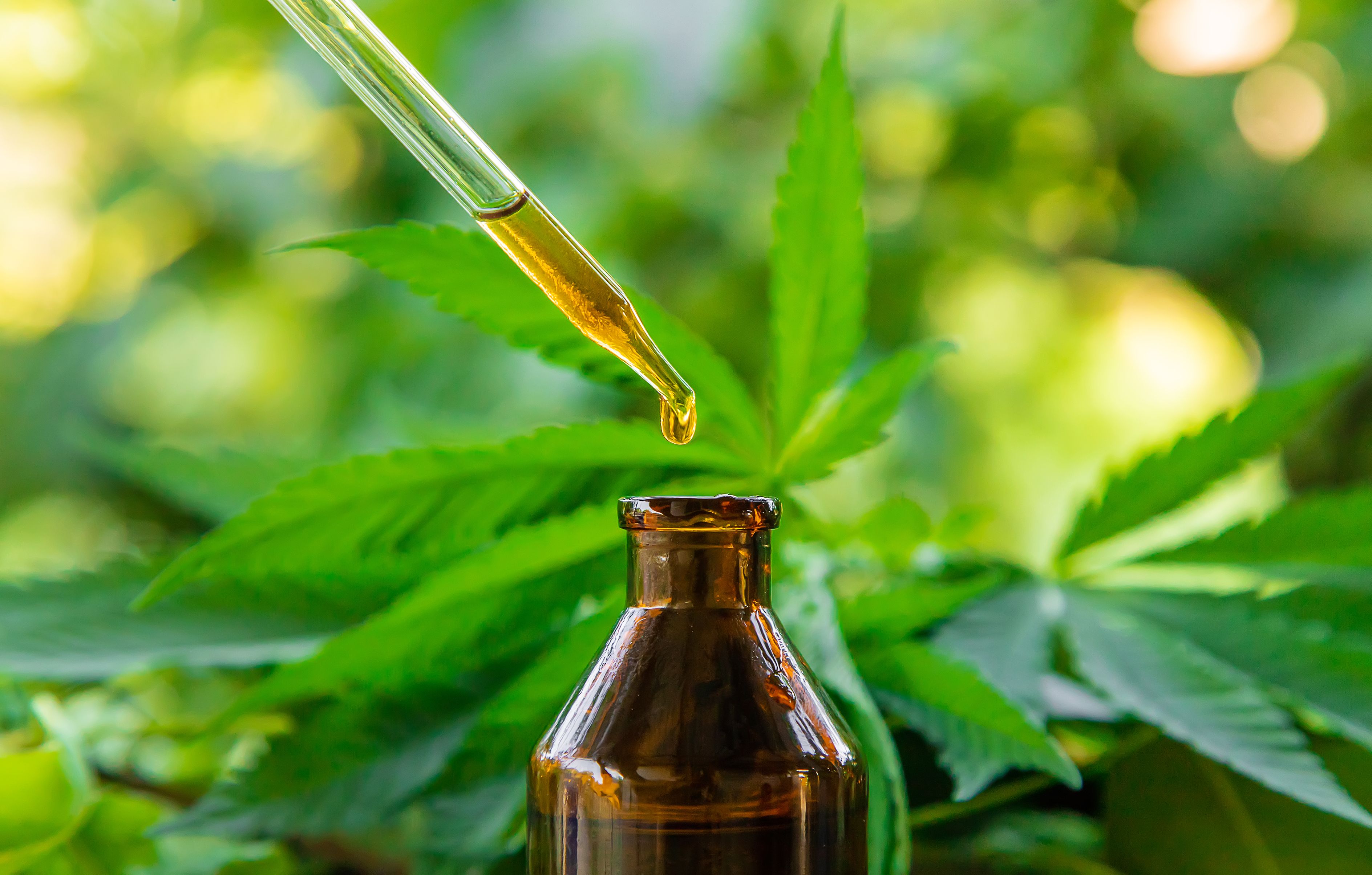 Conta-gotas aplicando óleo de cannabis em um frasco de vidro, destacando o processo de extração e o uso medicinal do produto.