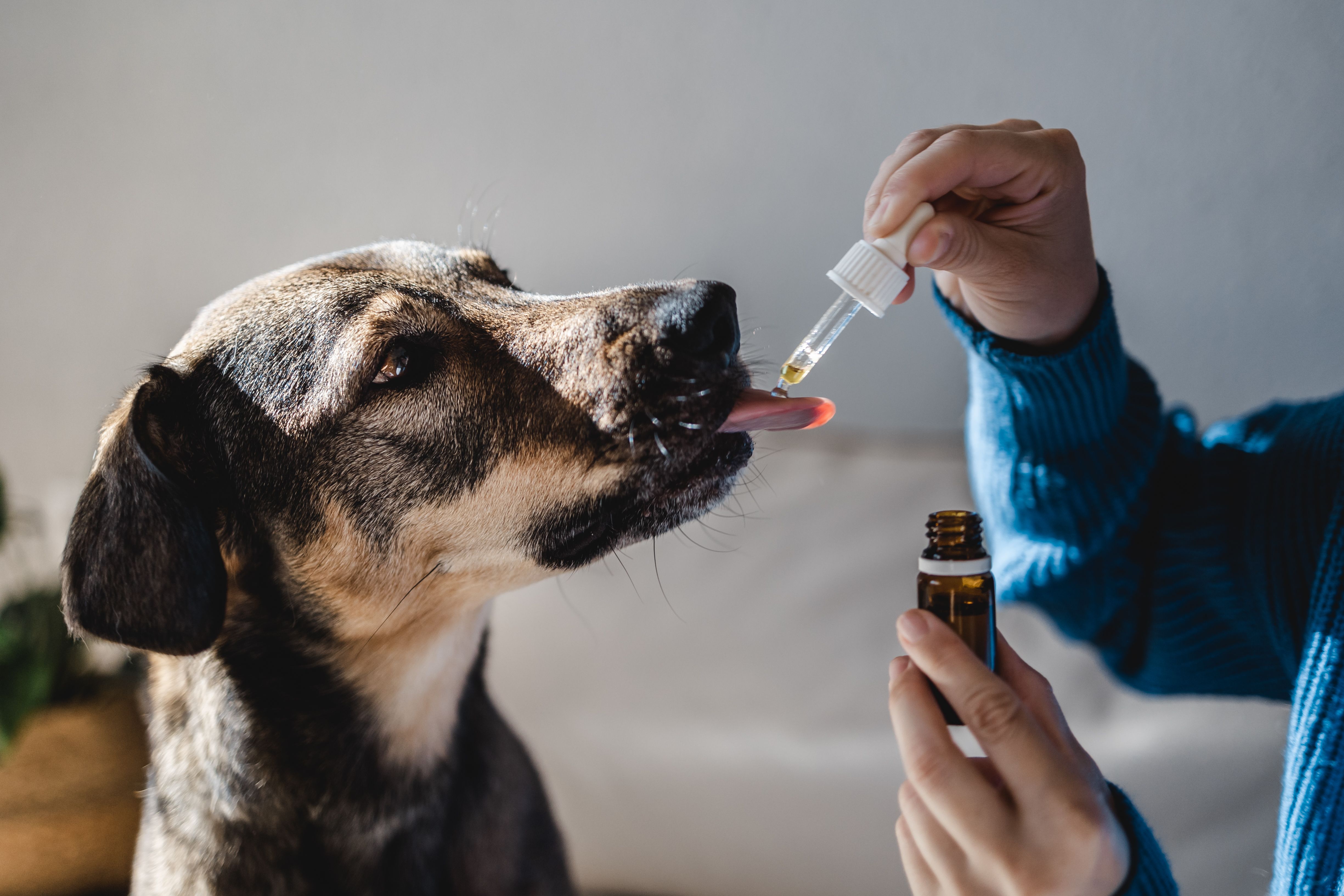 Um cão está sendo tratado com óleo de CBD administrado por um tutor através de um conta-gotas.