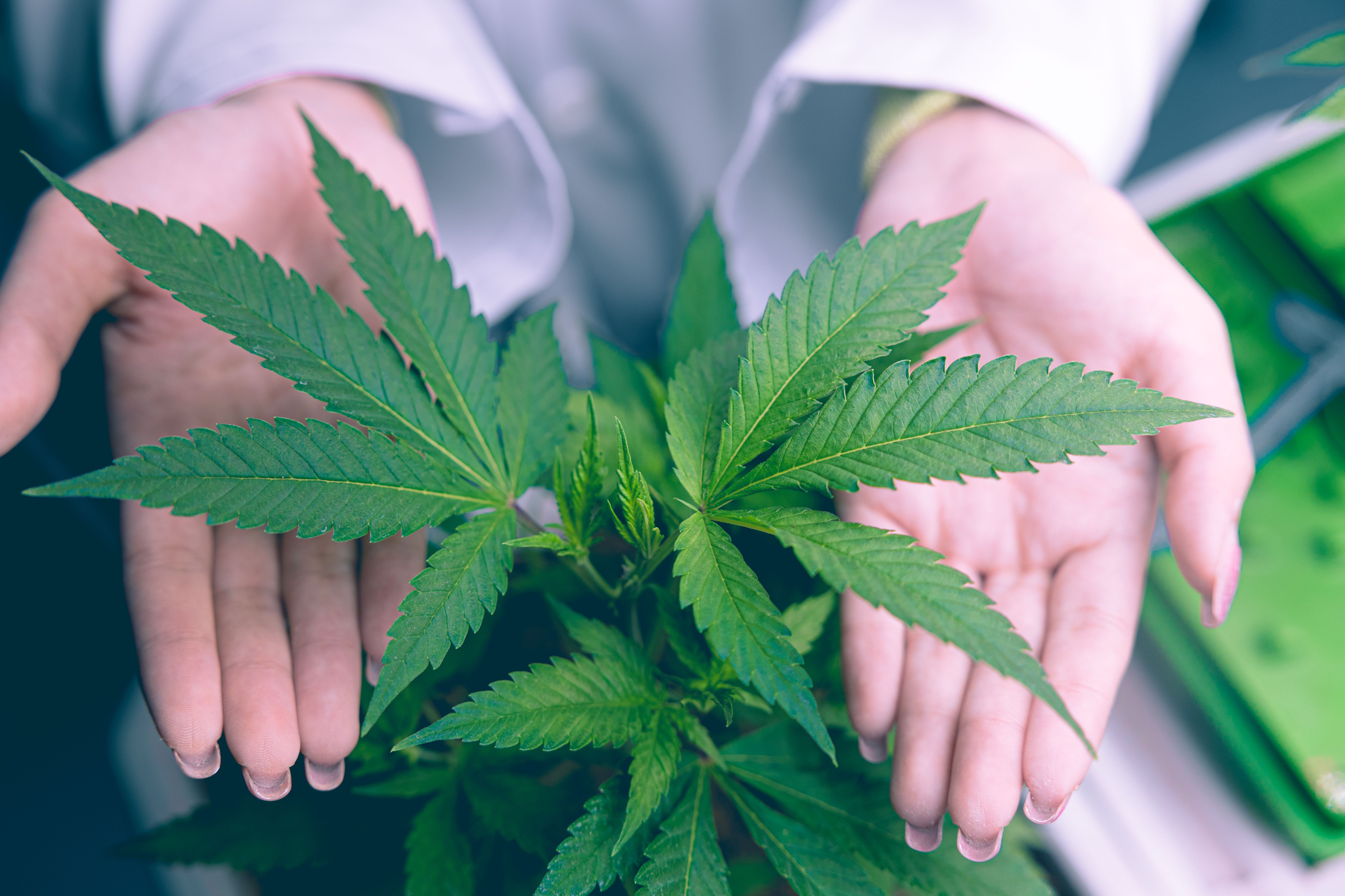 Planta de cannabis em primeiro plano, com folhas verdes. Ao fundo, duas mãos humanas, abertas e levemente em concha, seguram a planta. 