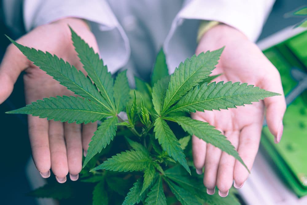 Mãos humanas abertas segurando cuidadosamente uma planta de cannabis saudável com folhas verdes vibrantes.